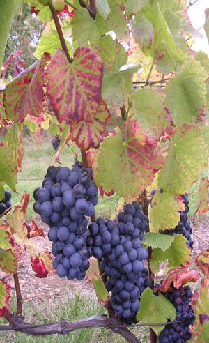 Domaine de Champarloux