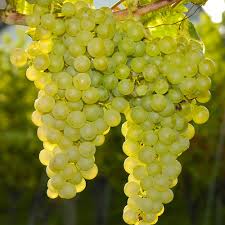 Melon de Bourgogne