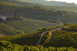 Wijngaarden in de omgeving van Sainte Paule